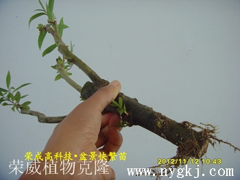 陕西荣威植物克隆，繁育盆景