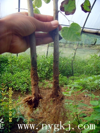 陕西荣威植物克隆，粗枝直接育成大苗